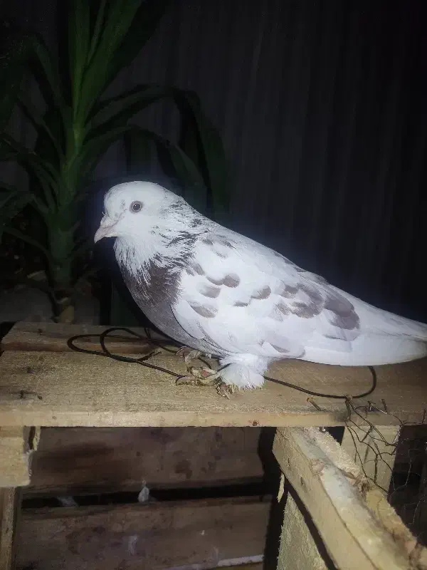 کفتر نر پرشی به شرط|حیوانات|نظرآباد, نظرآباد|دیوار