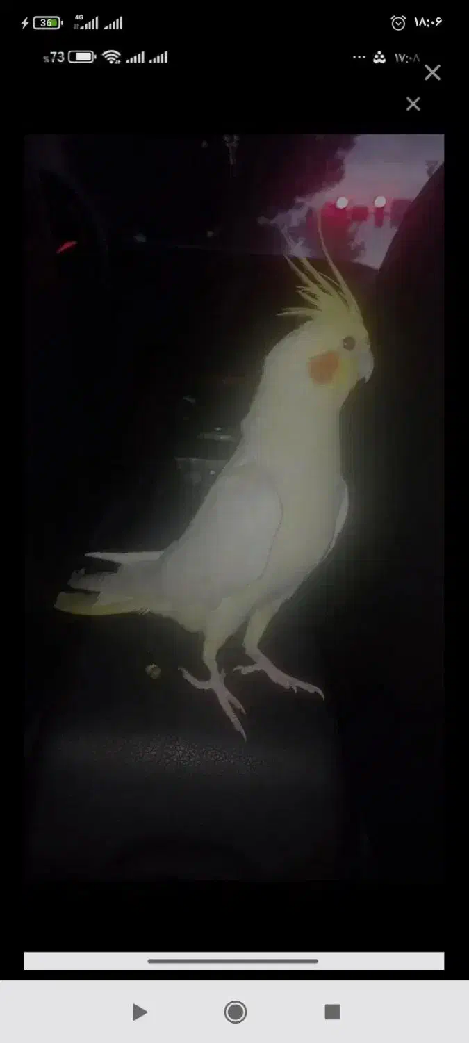 دوتا عروس هلندی|پرنده|دابودشت, |دیوار