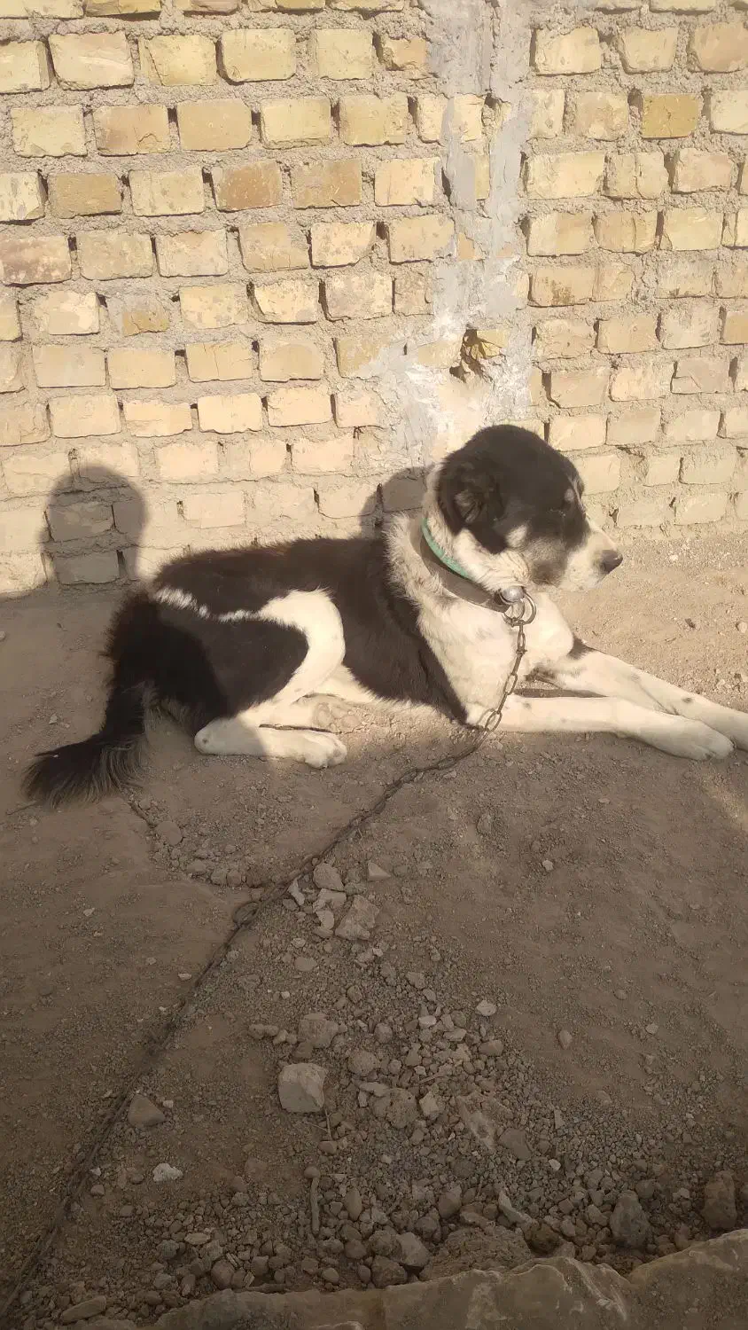 سگ درشت|سگ|قوچان, |دیوار