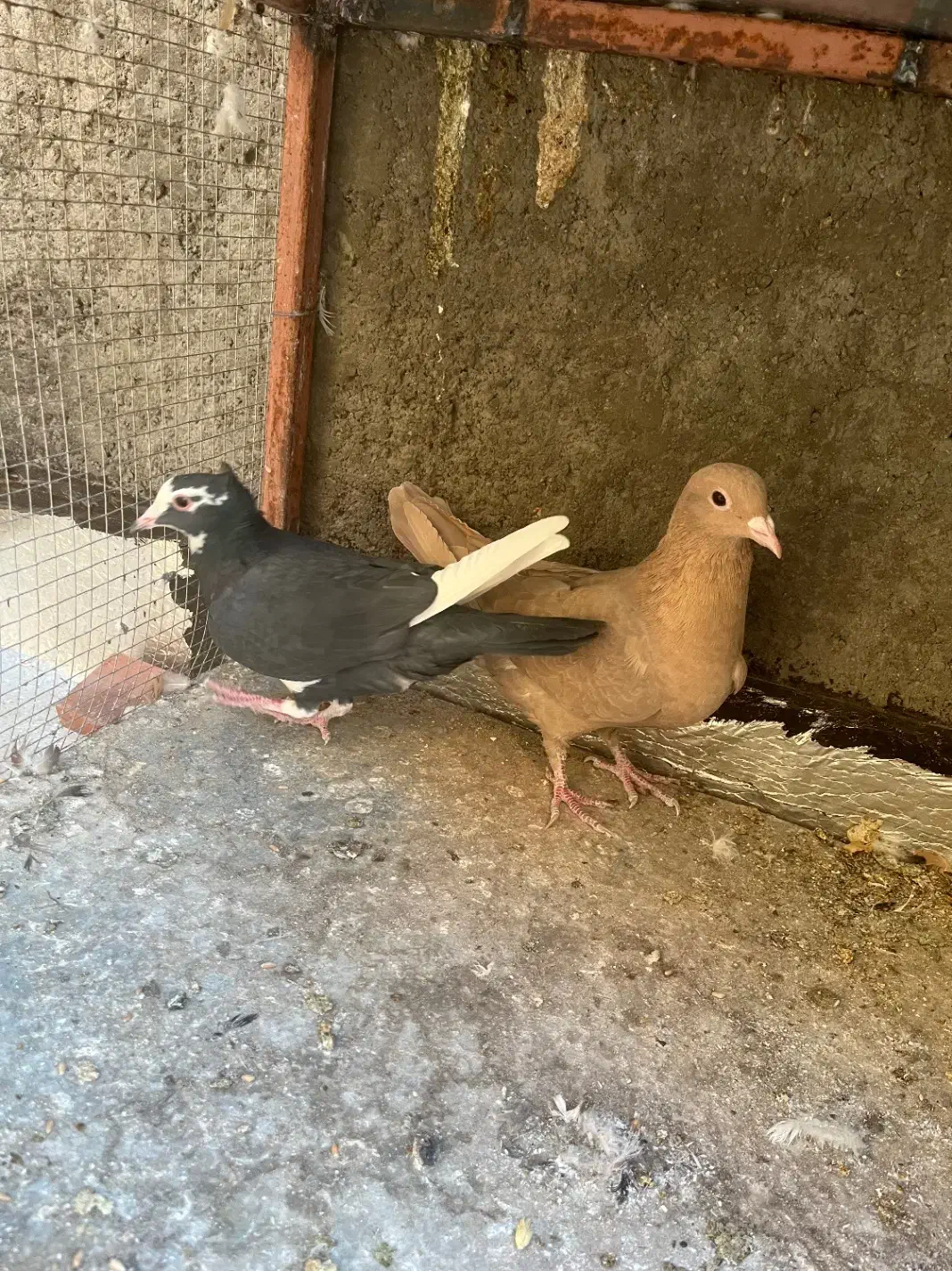 کبوتر جفتی|پرنده|بیرجند, |دیوار