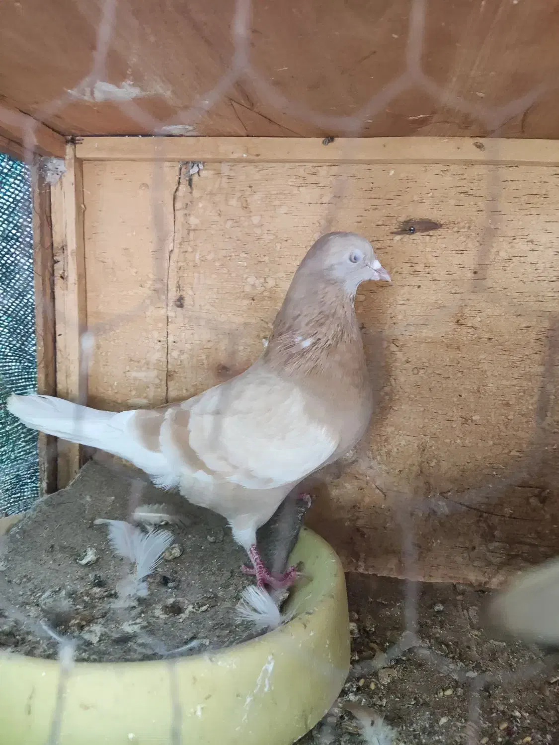 فروش یا معاوضه|پرنده|میناب, |دیوار