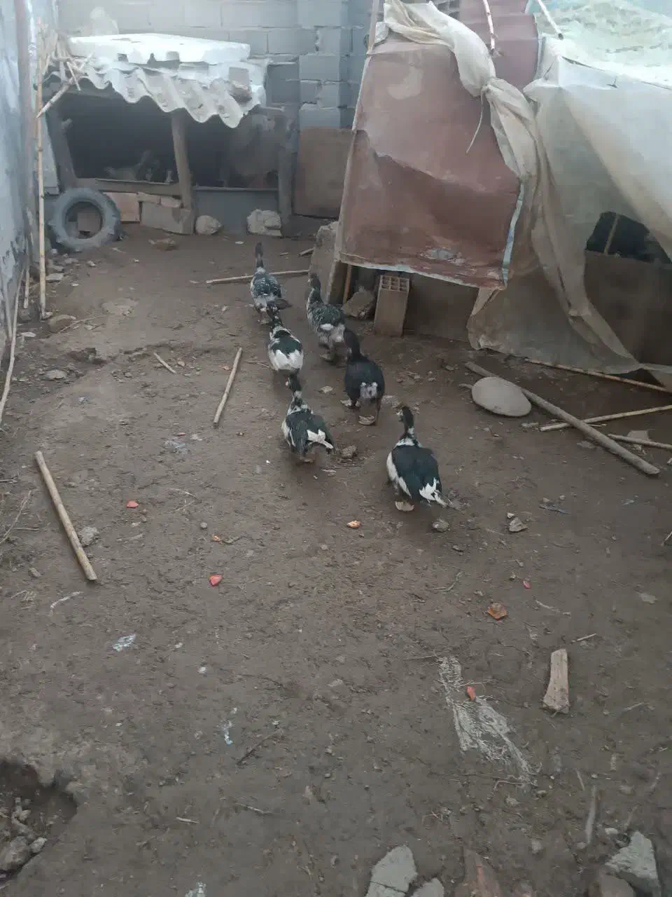 اردک اسرائیلی|حیوانات مزرعه|فرح آباد, |دیوار