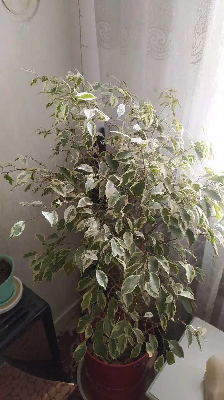 گل بنجامین|گل و گیاه طبیعی|اسلامشهر, مظفریه|دیوار