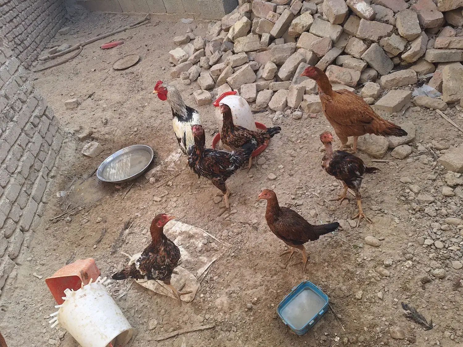 فروش ماکیان و مرغ نسل دار|حیوانات مزرعه|سراوان, |دیوار