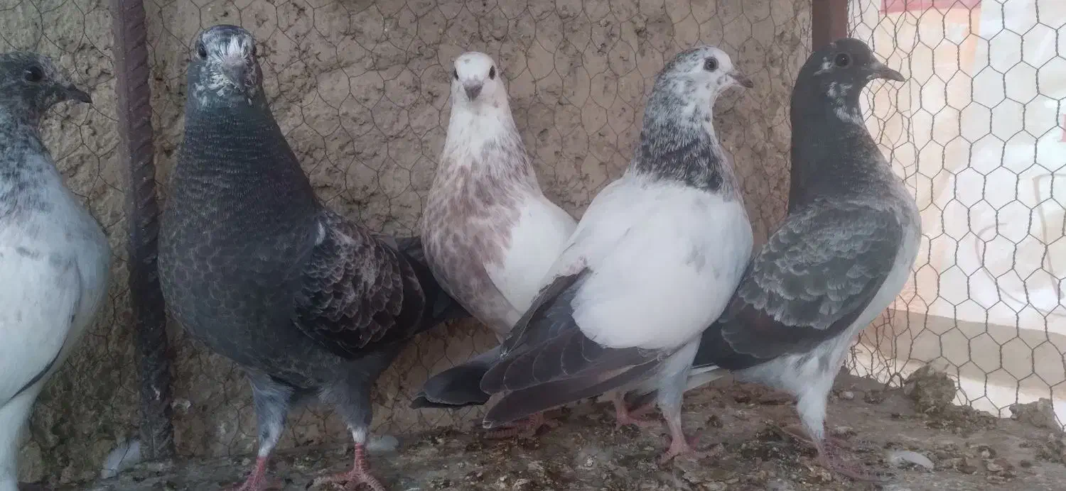 مفلق کله ای سوسکی پرشی ساعتی /نرماده مایه کفتر|پرنده|اصفهان, بوستان ناژوان|دیوار