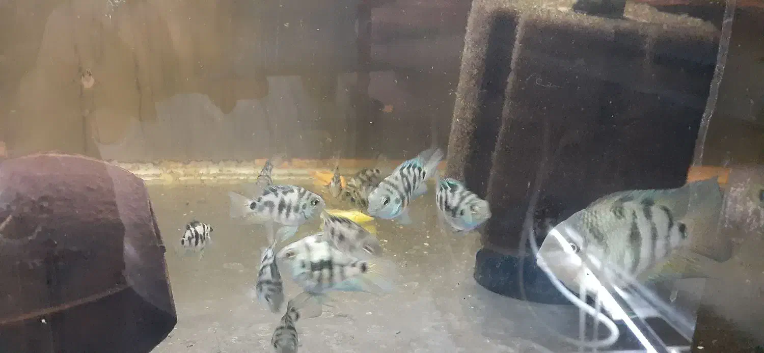 ماهی گیاه خوار پرت پلار|ماهی|تهران, افسریه شمالی|دیوار