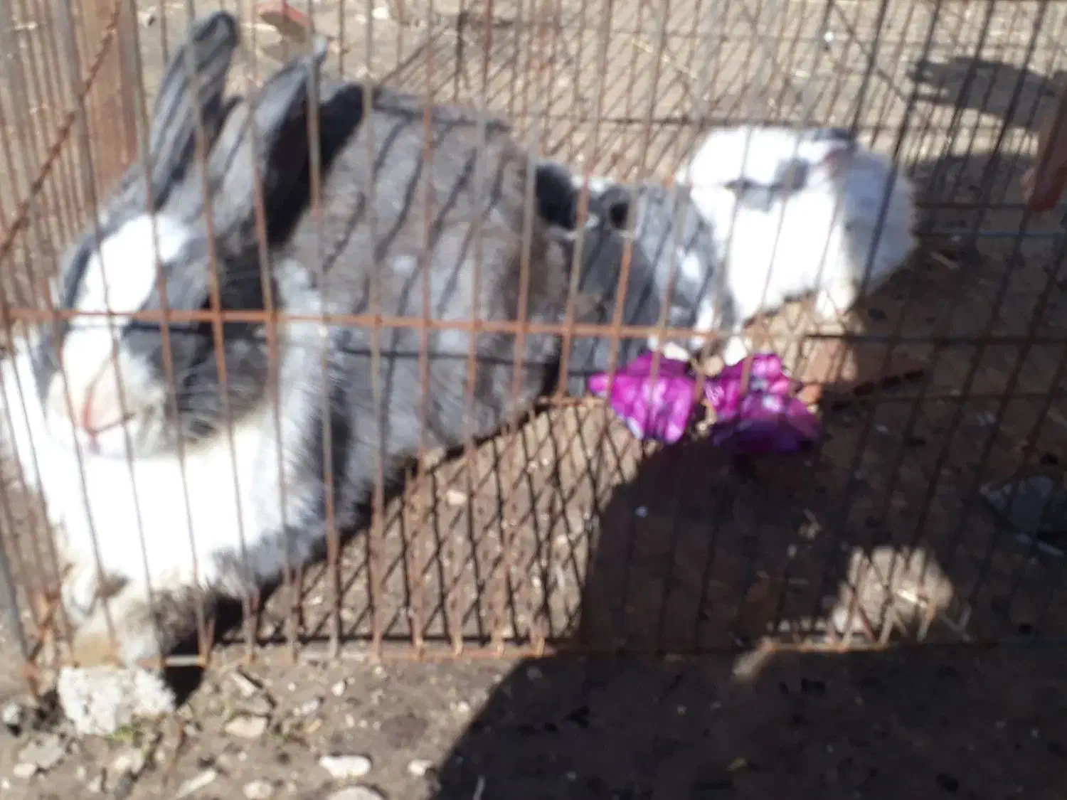 خرگوش|موش و خرگوش|بهبهان, |دیوار