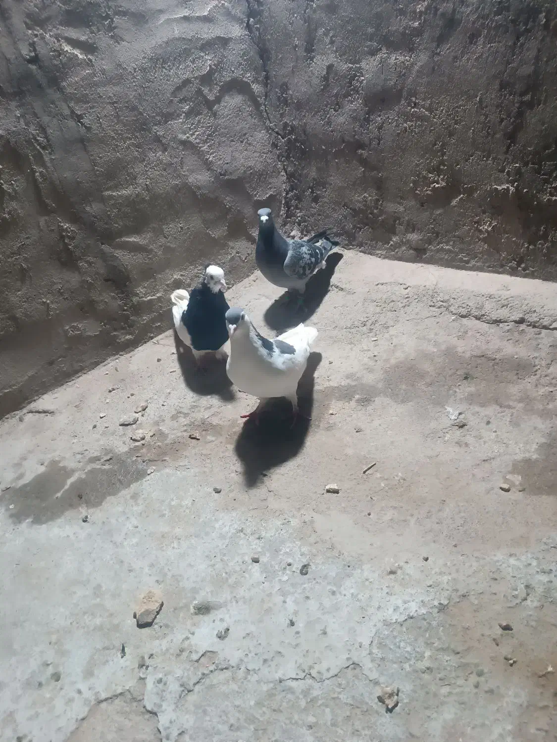 کفتر|پرنده|خلیل آباد, |دیوار