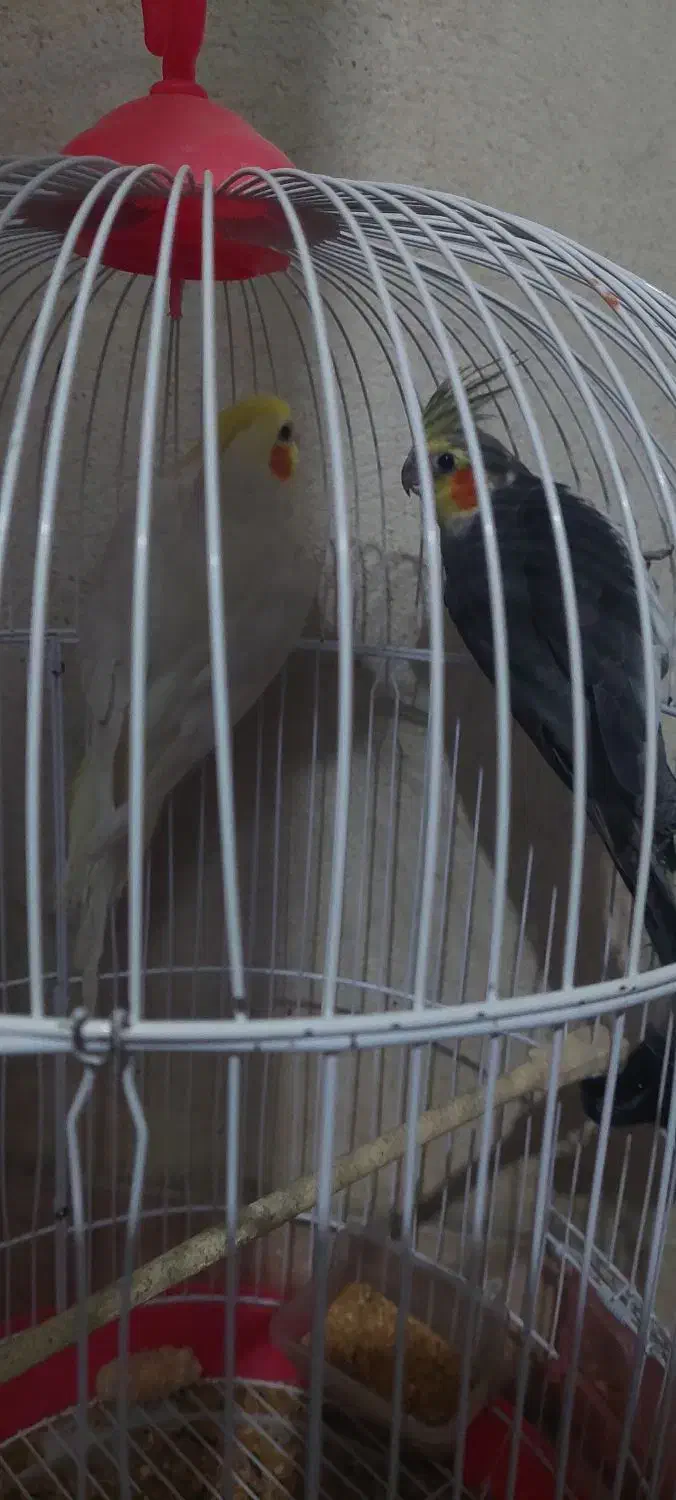 عروس هلندی|پرنده|گرگان, |دیوار