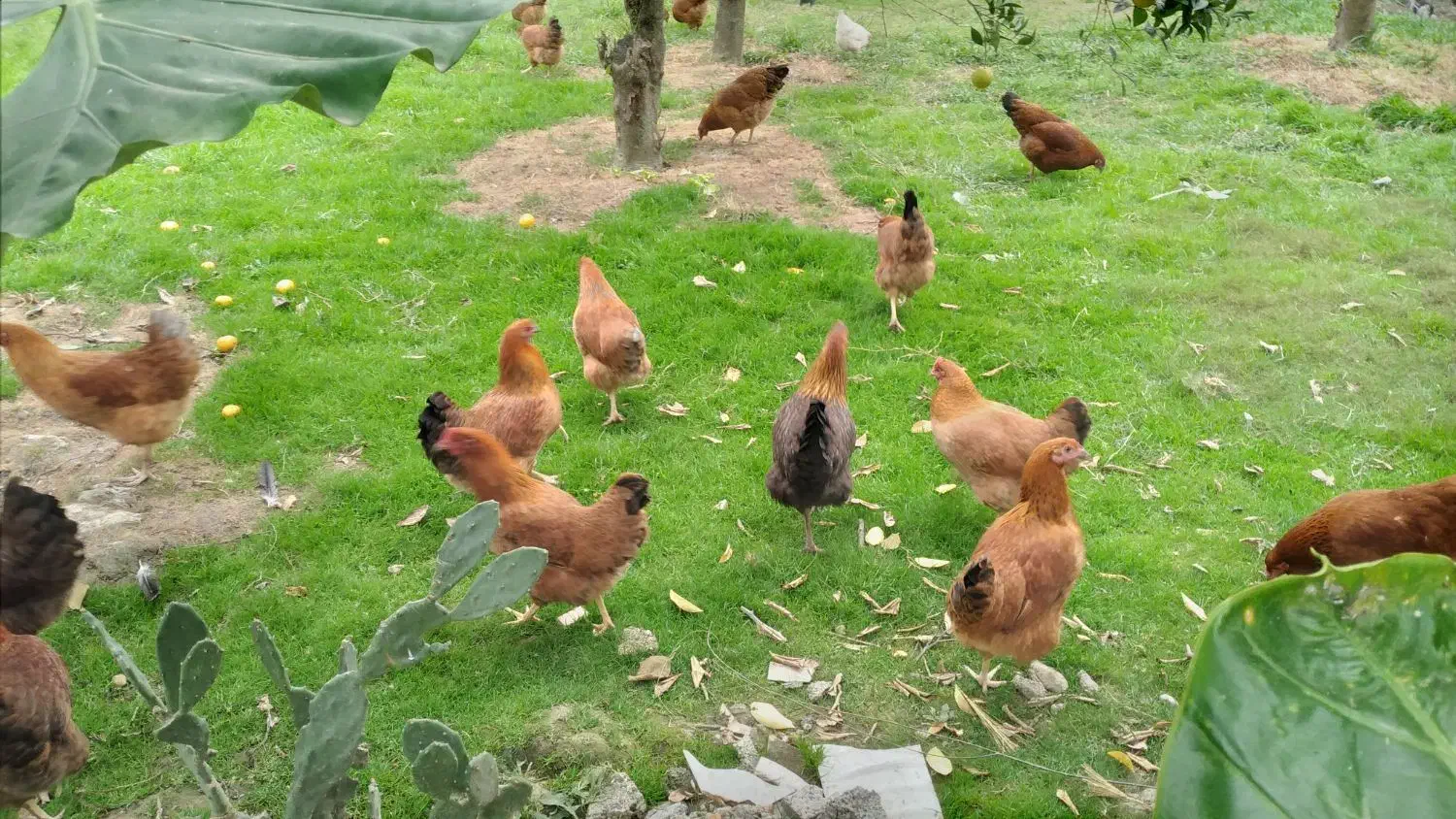 مرغ محلی گلپایگانی هشت ماهه تخم گذار|حیوانات مزرعه|دالخانی, |دیوار