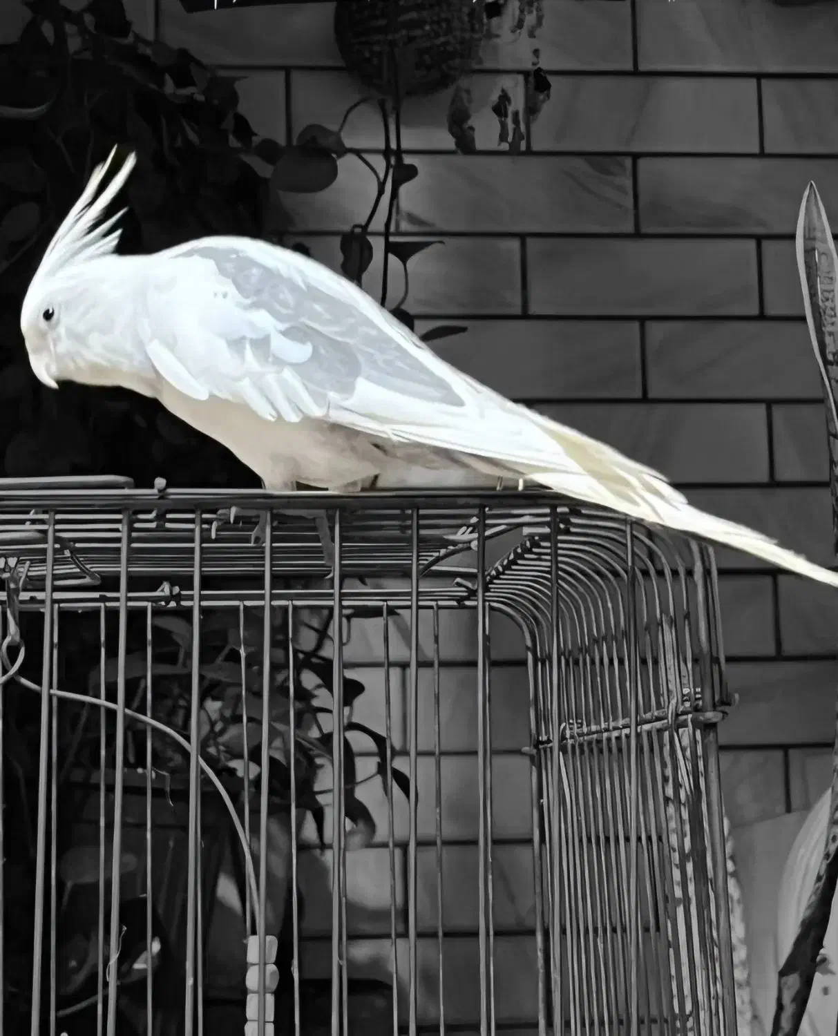 عروس هلندی گمشده|پرنده|قم, فرهنگیان و شهربانی|دیوار