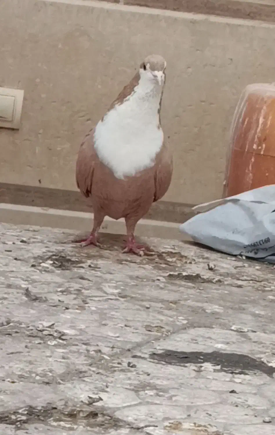 زرد ریشی|پرنده|کرمان, |دیوار