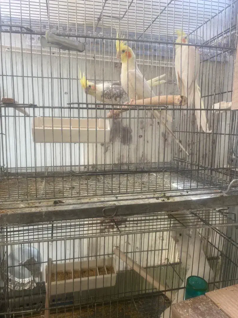 عروس هلندی جفت مولد تضمینی|پرنده|تهران, بوستان جنگلی لویزان|دیوار