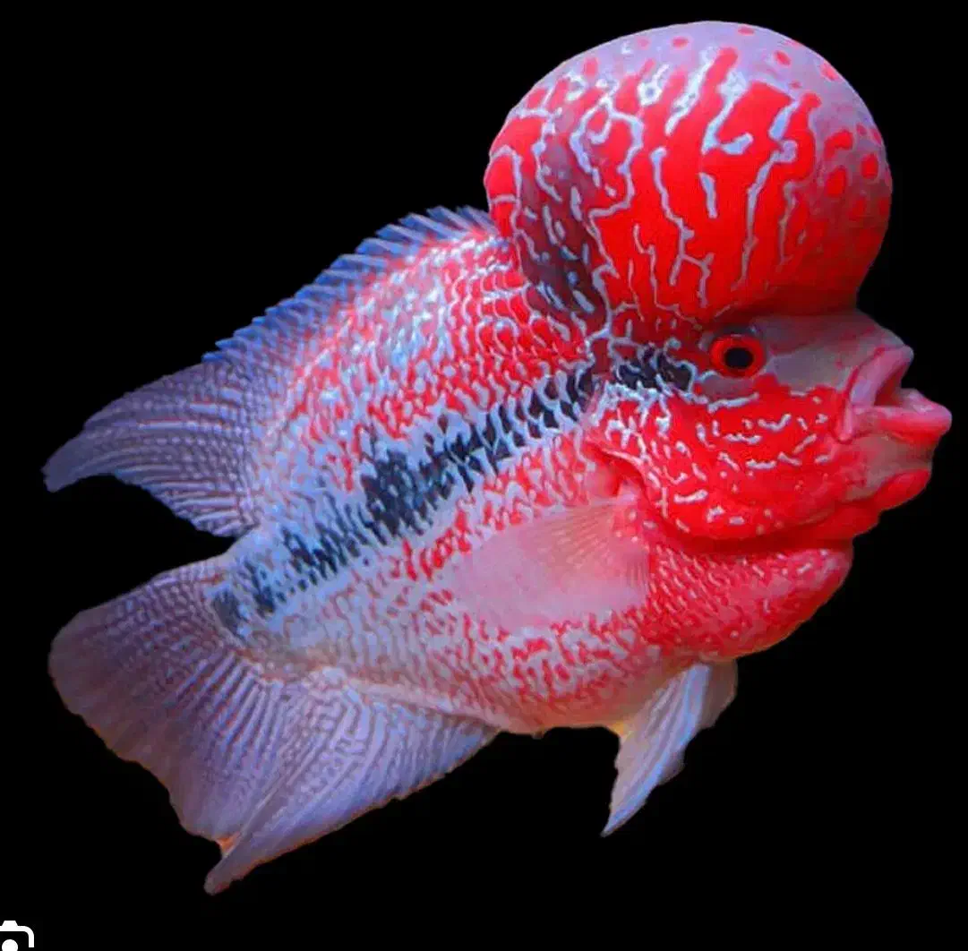 ماهی و تجهیزات و آکواریوم و غذای ماهی|ماهی|اردبیل, |دیوار