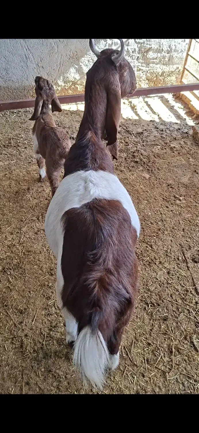 فروش بزآبستن|حیوانات مزرعه|طسوج, |دیوار