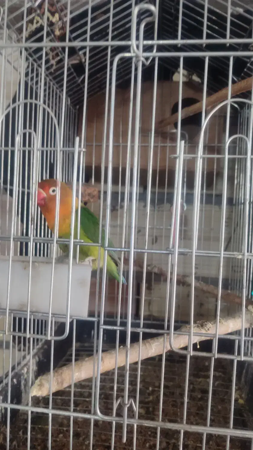 طوطی برزیلی عروس هلندی|پرنده|زنجان, |دیوار