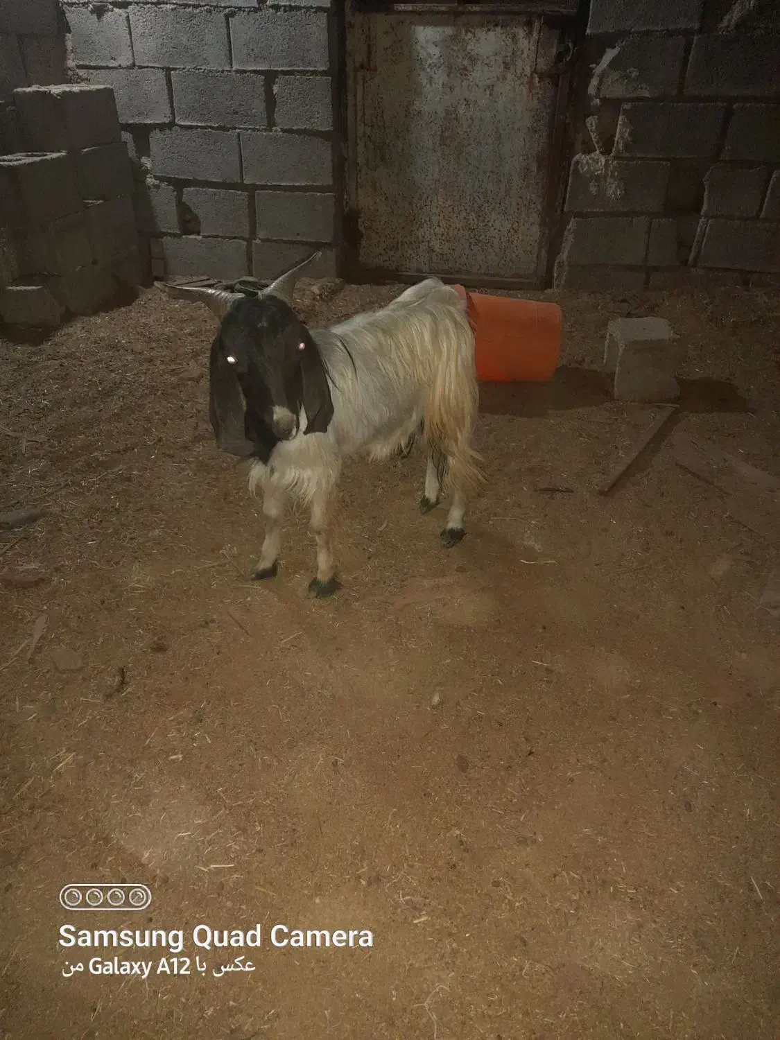 دوعدد بزنر|حیوانات مزرعه|بندر ماهشهر, |دیوار