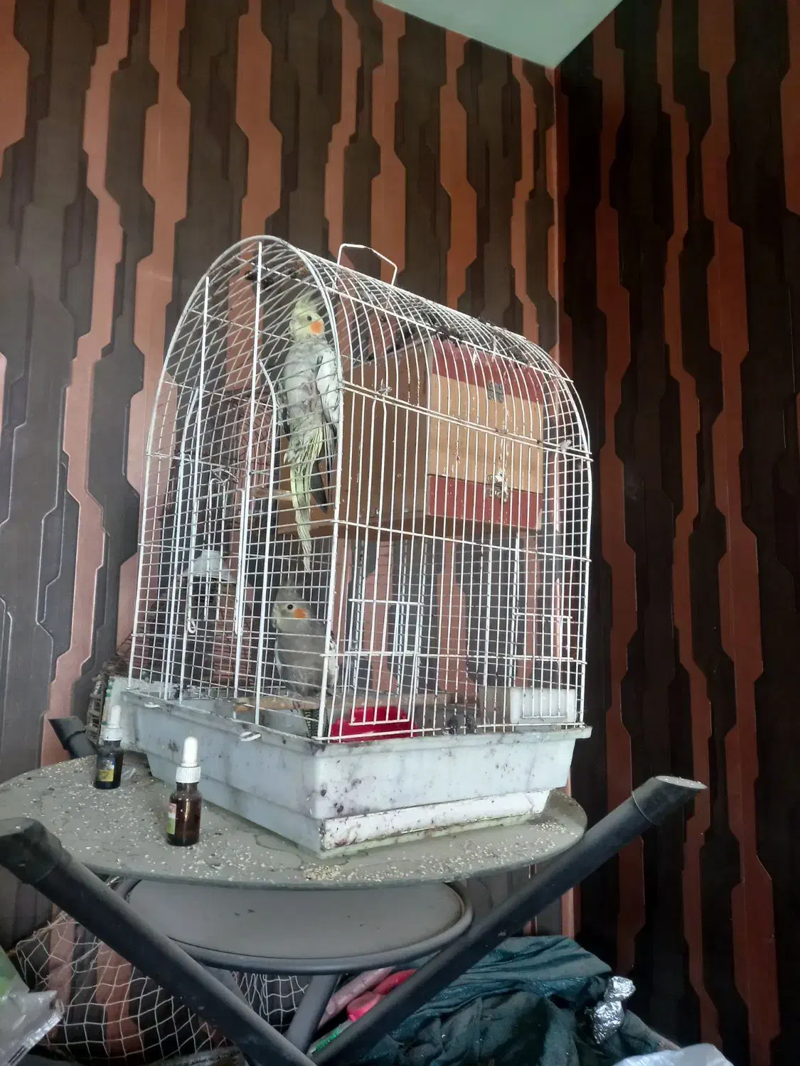 عروس هلندی مولد|پرنده|وحیدیه, |دیوار