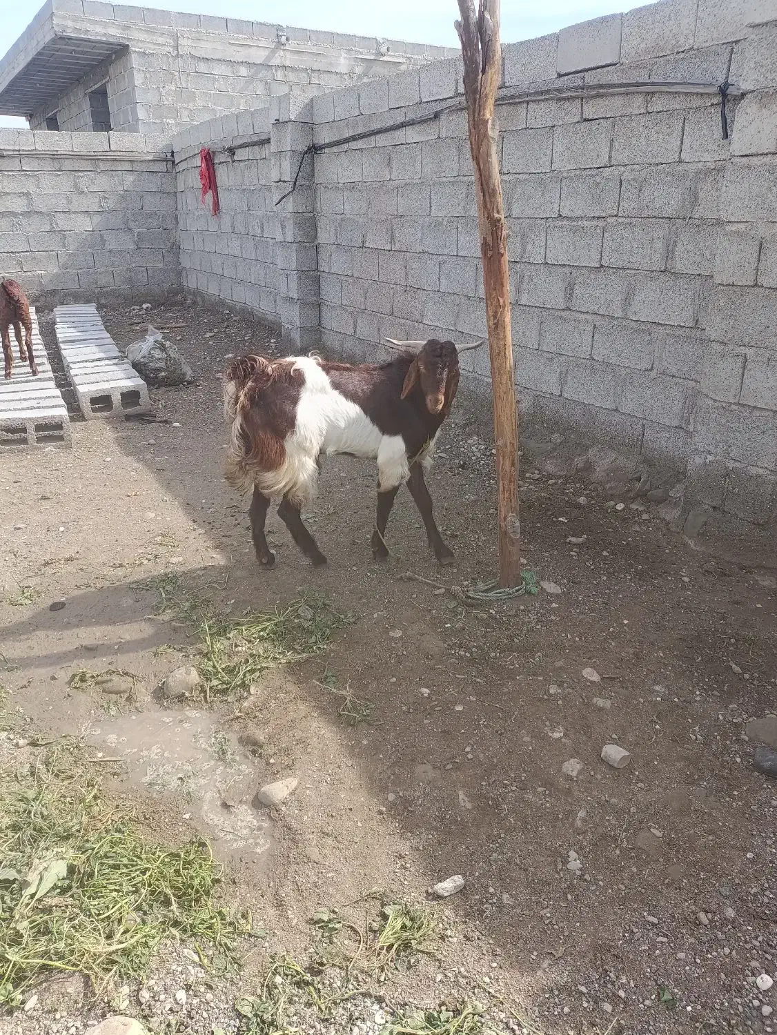 فروش نری  عالی|حیوانات مزرعه|میناب, |دیوار