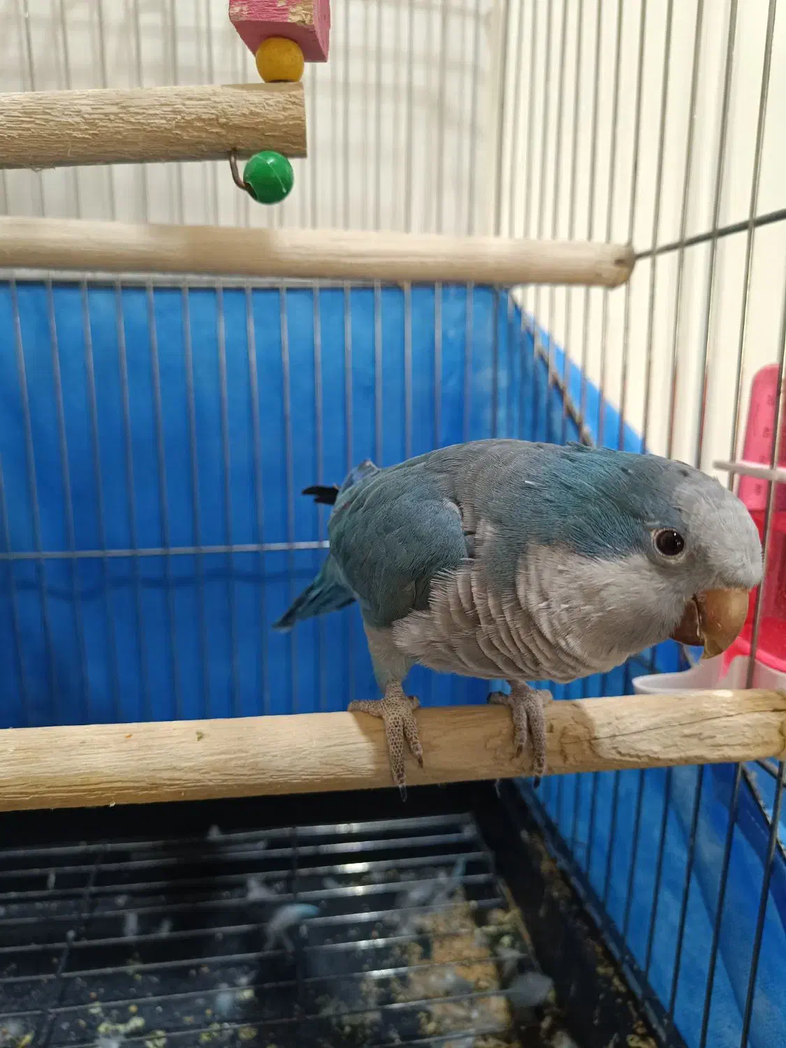 طوطی راهب سخنگو|پرنده|ملارد, |دیوار