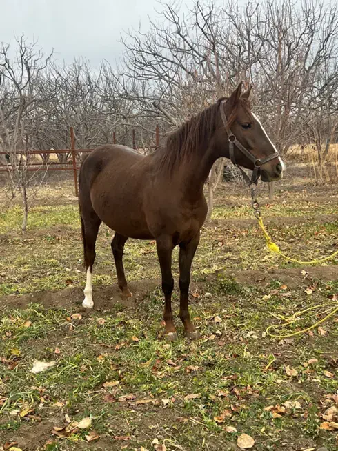 اسب مادیان|اسب و تجهیزات اسبسواری|اهر, |دیوار