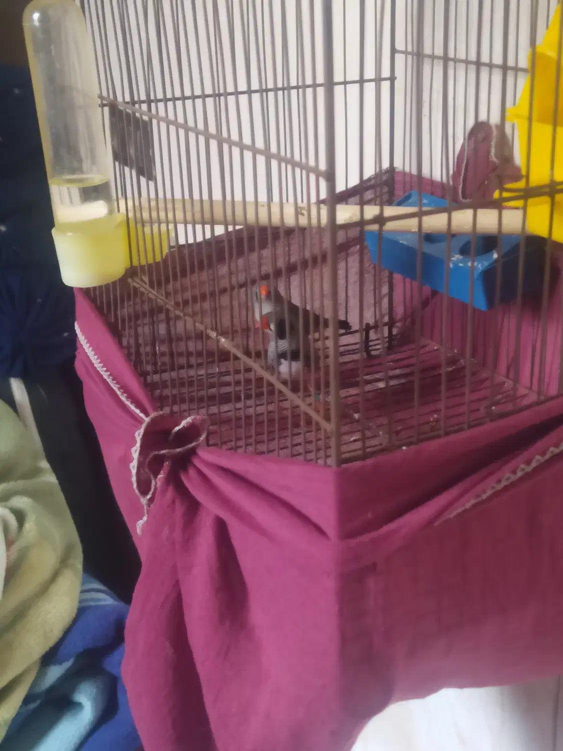 فنچ|پرنده|گهواره, |دیوار