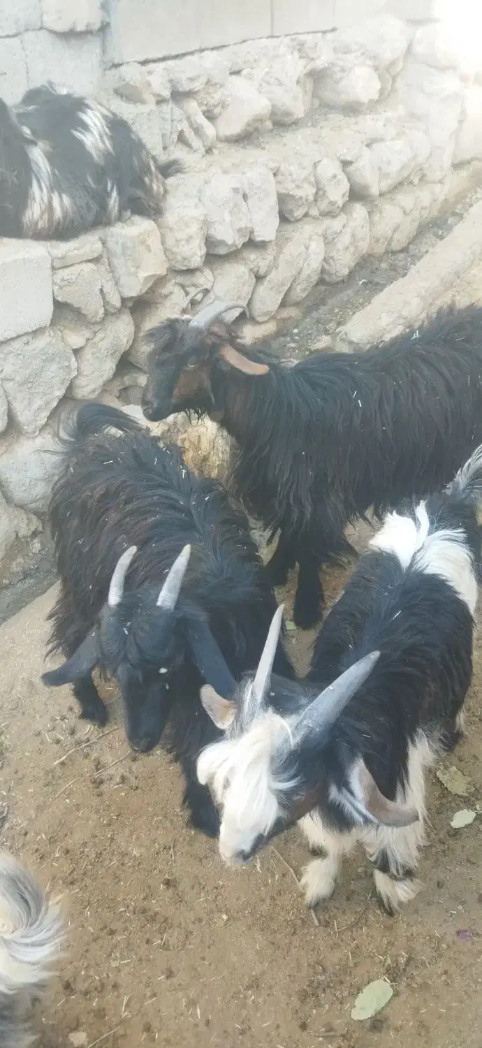 بزغاله .کهره .بز|حیوانات مزرعه|میانکوه, |دیوار