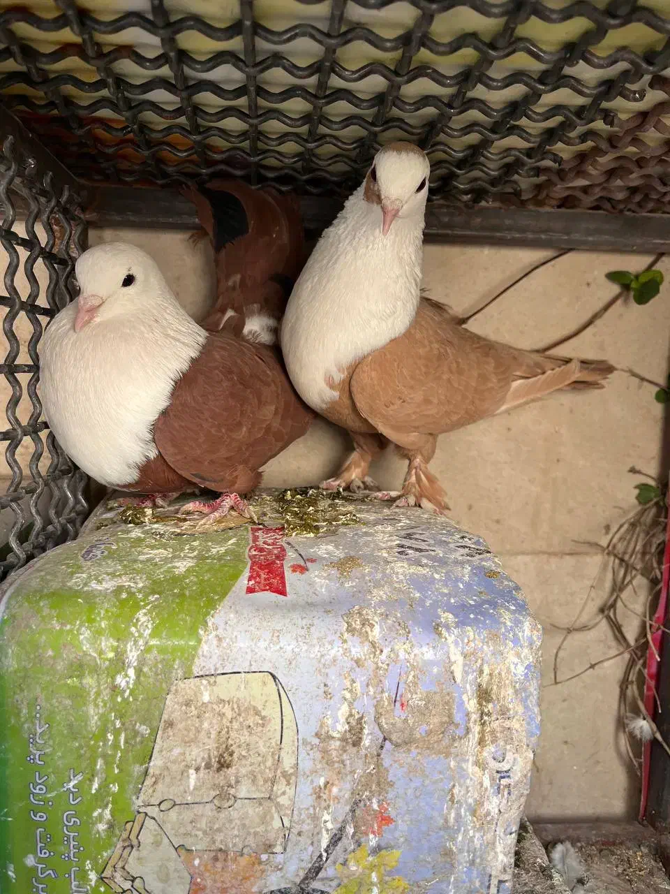 کله‌سفید|پرنده|سبزوار, هویزه|دیوار