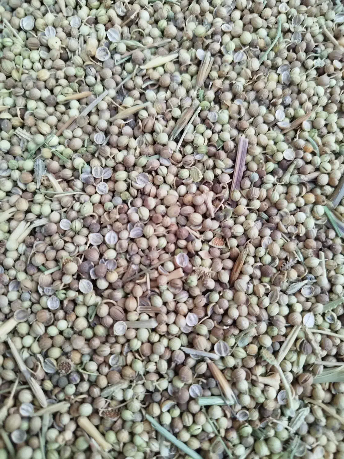 گشنیز تراکتوری|عمدهفروشی|نهاوند, |دیوار