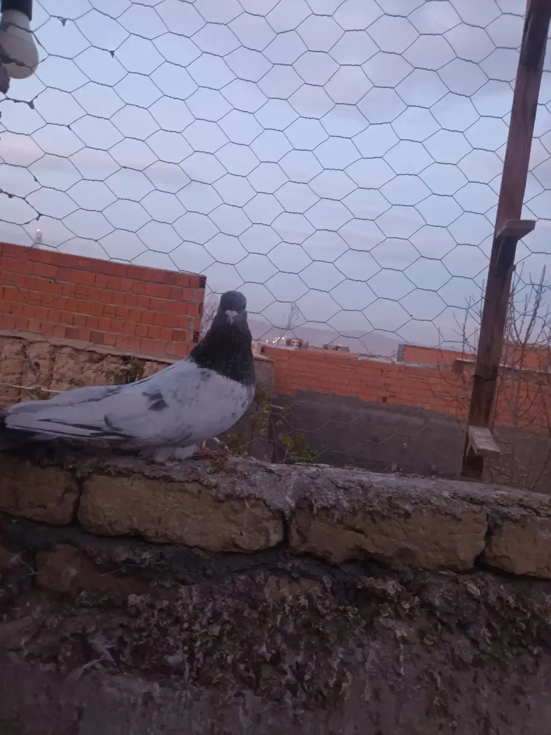 کله دم|پرنده|بجنورد, |دیوار