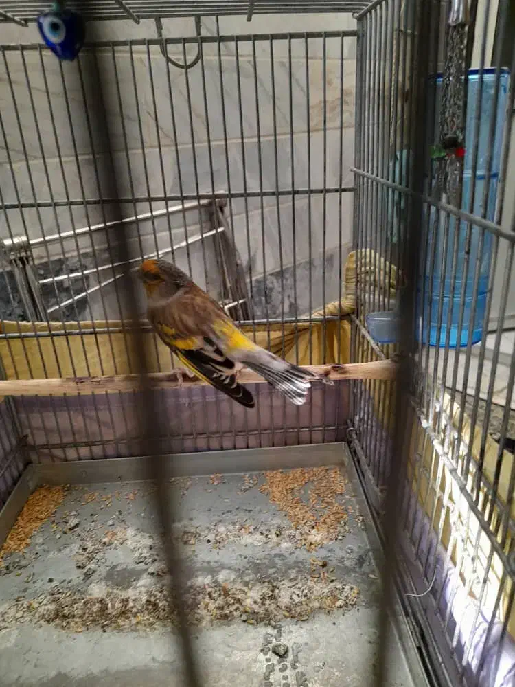 ((سهره قناری لر بخون))|پرنده|ری, شهادت|دیوار