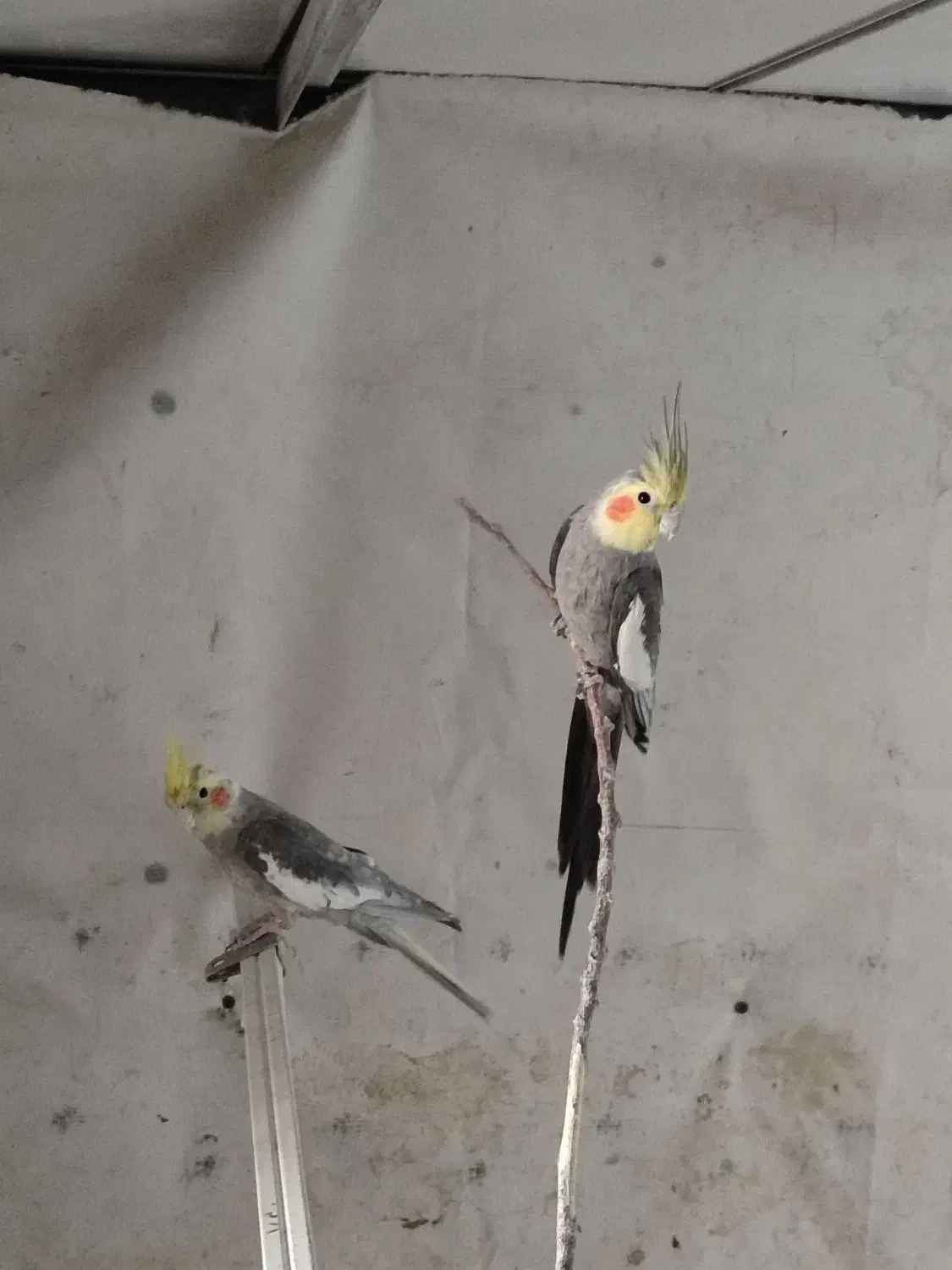 مرغ عروس هلندی|پرنده|کاشان, کارگر|دیوار