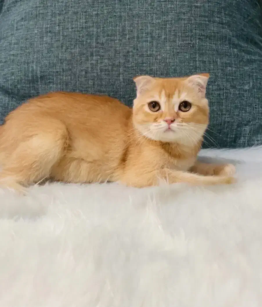 اسکاتیش ۸ ماهه نر|گربه|چالوس, |دیوار