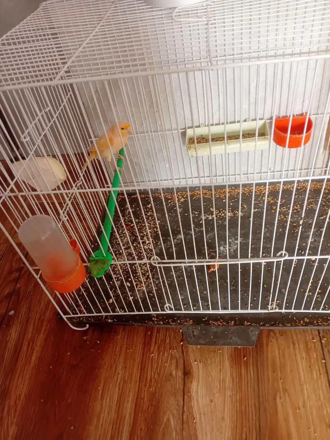 قناری نر آوازخوان|پرنده|گرگان, |دیوار