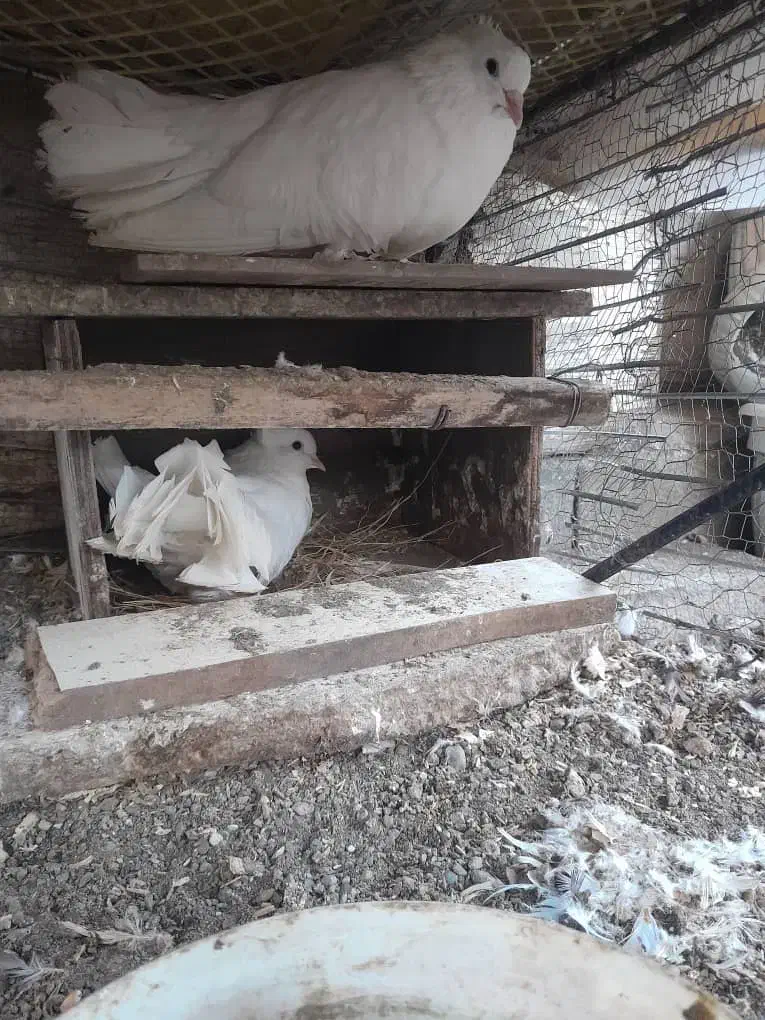 کبوتر دوم چتری ،کبوتر پرشی|پرنده|بابلسر, |دیوار