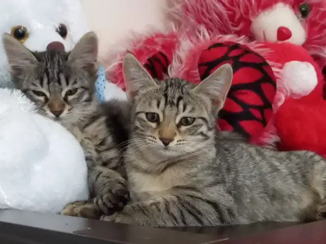 بچه گربه جهت واگذاری|گربه|خلخال, |دیوار