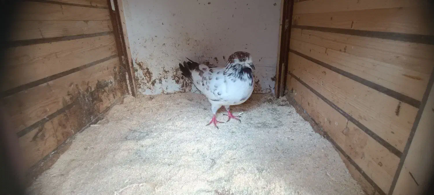 کبوتر جوان|پرنده|رشت, شهرک احمد خمینی|دیوار