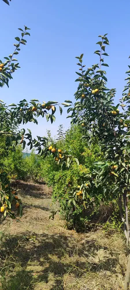 باغ میوه|فروش زمین و ملک کلنگی|گرگان, |دیوار