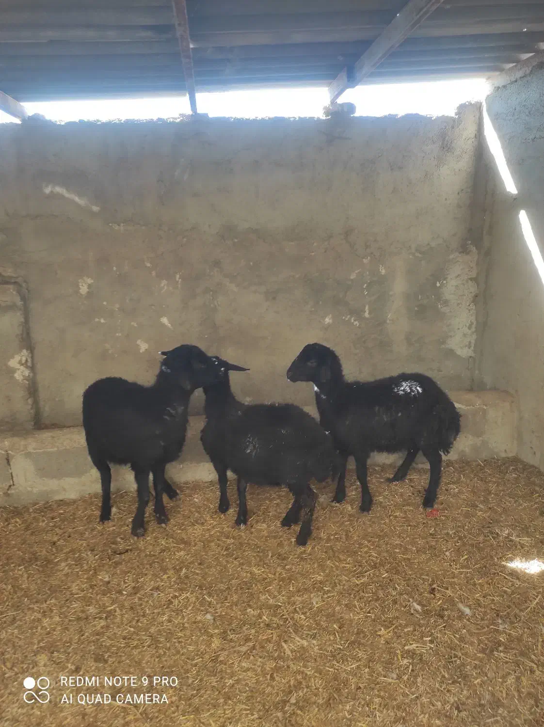 بره|حیوانات مزرعه|هشتگرد, تهران دشت|دیوار