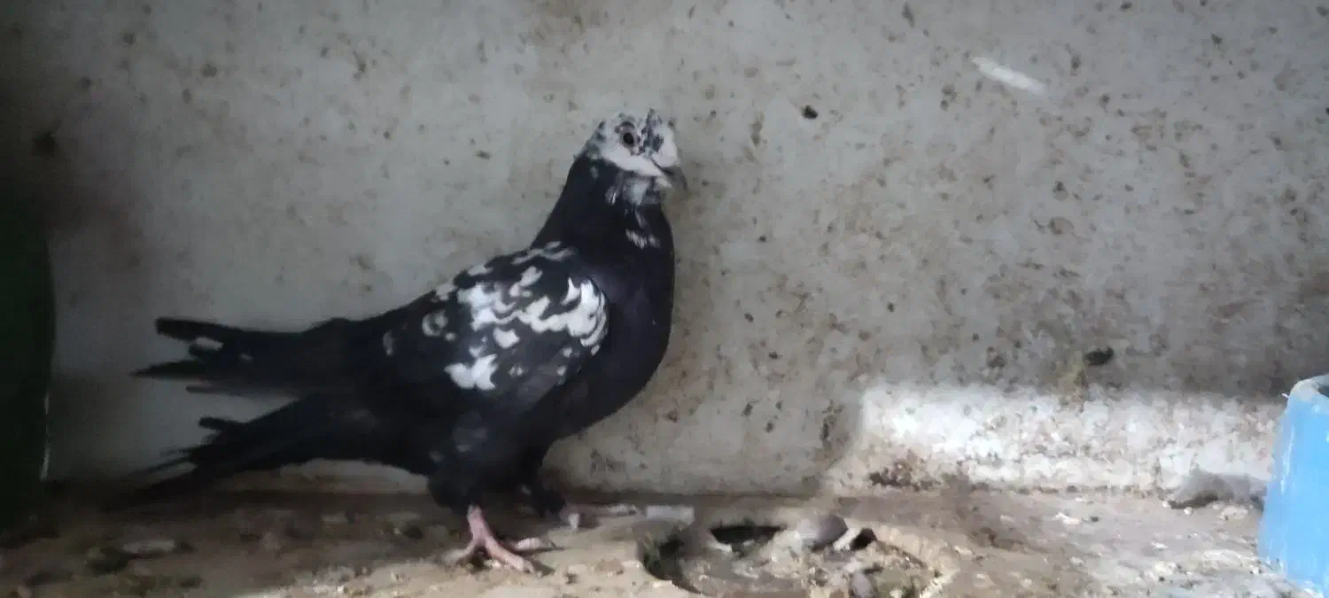 فروش فوری کبوترفیت|پرنده|سامان, |دیوار