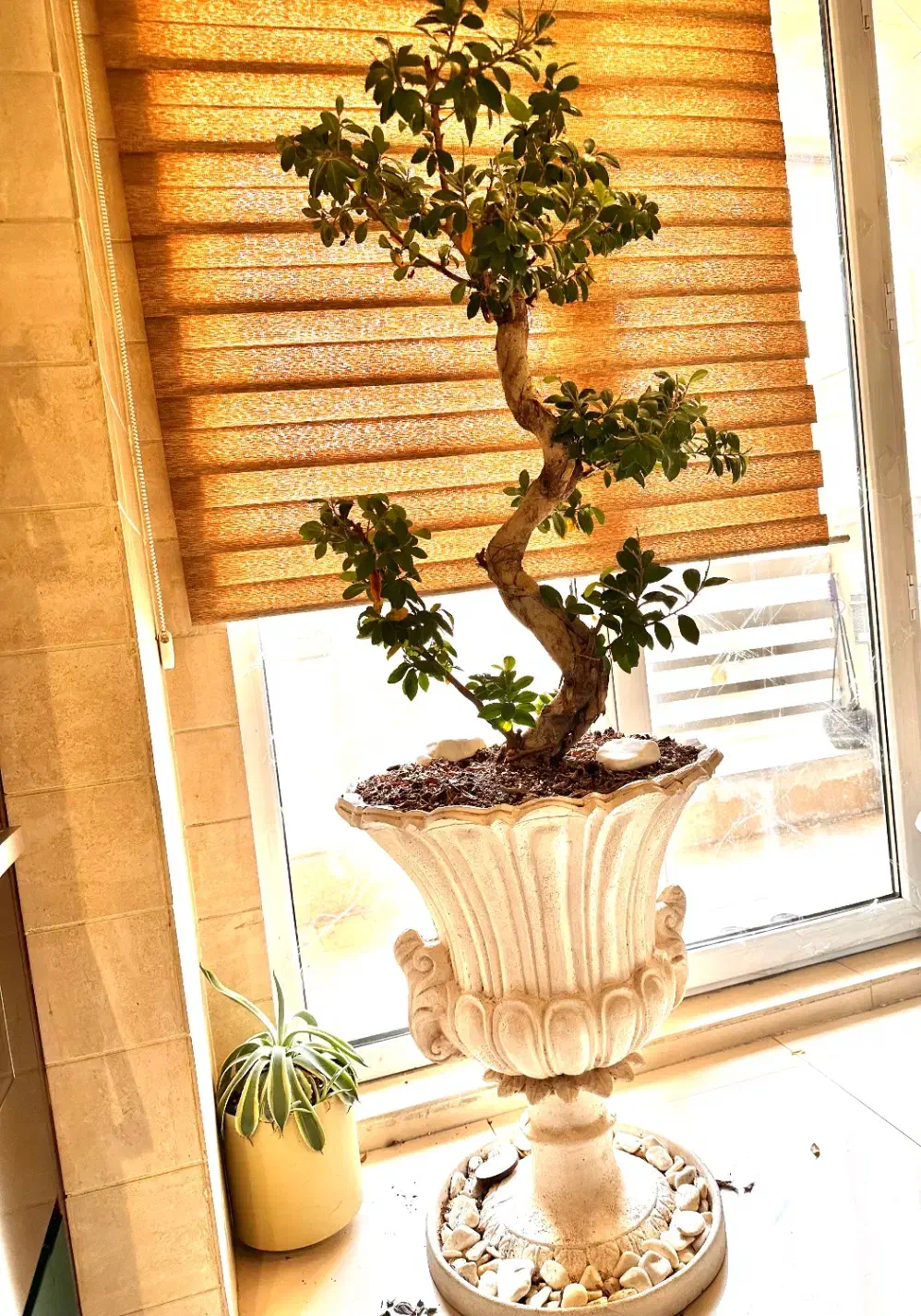 درختچه ، بونسای جنسینگ فیکوس بهمراه ۲عددگلدان لوکس|گل و گیاه طبیعی|تهران, اقدسیه|دیوار
