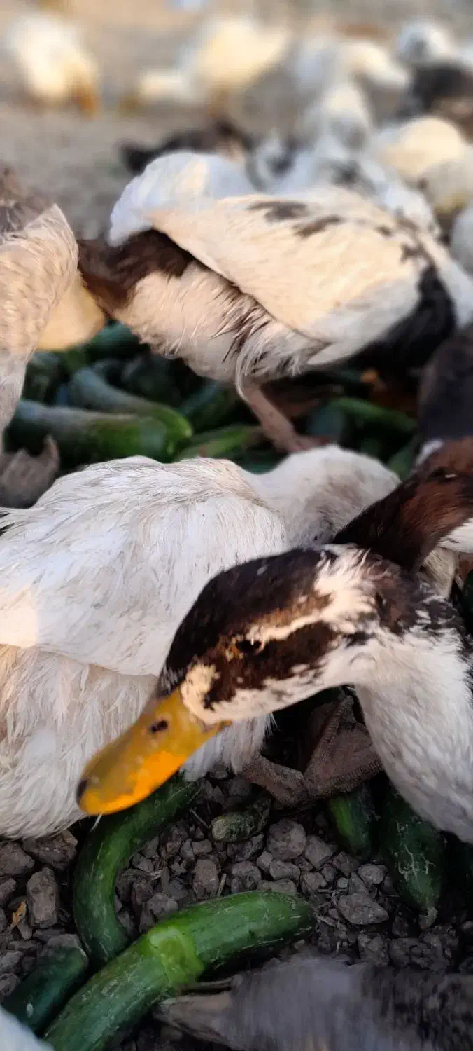 اردک|حیوانات مزرعه|یاسوج, |دیوار