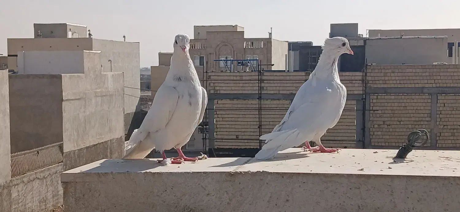 کبوتر طوقی جفت|پرنده|شاهین‌شهر, نسیم ۵|دیوار