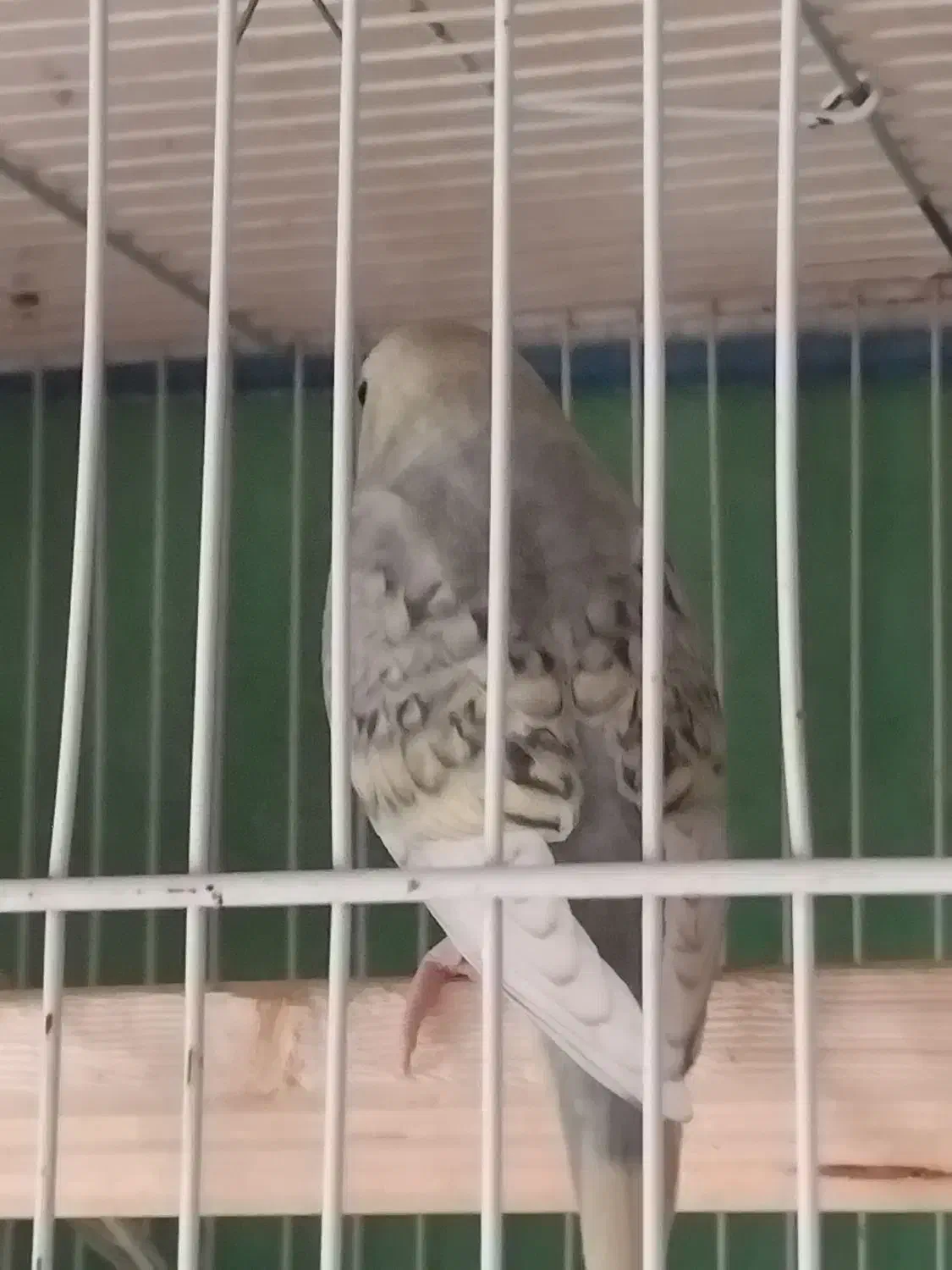 مرغ عشق آنتیک|پرنده|تربتحیدریه, مظفریه|دیوار