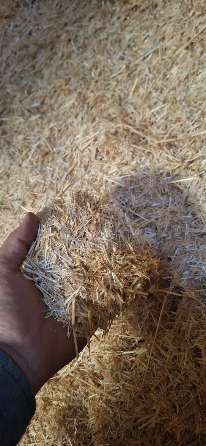 گندم کاه|لوازم جانبی حیوانات|رشت, منظریه|دیوار