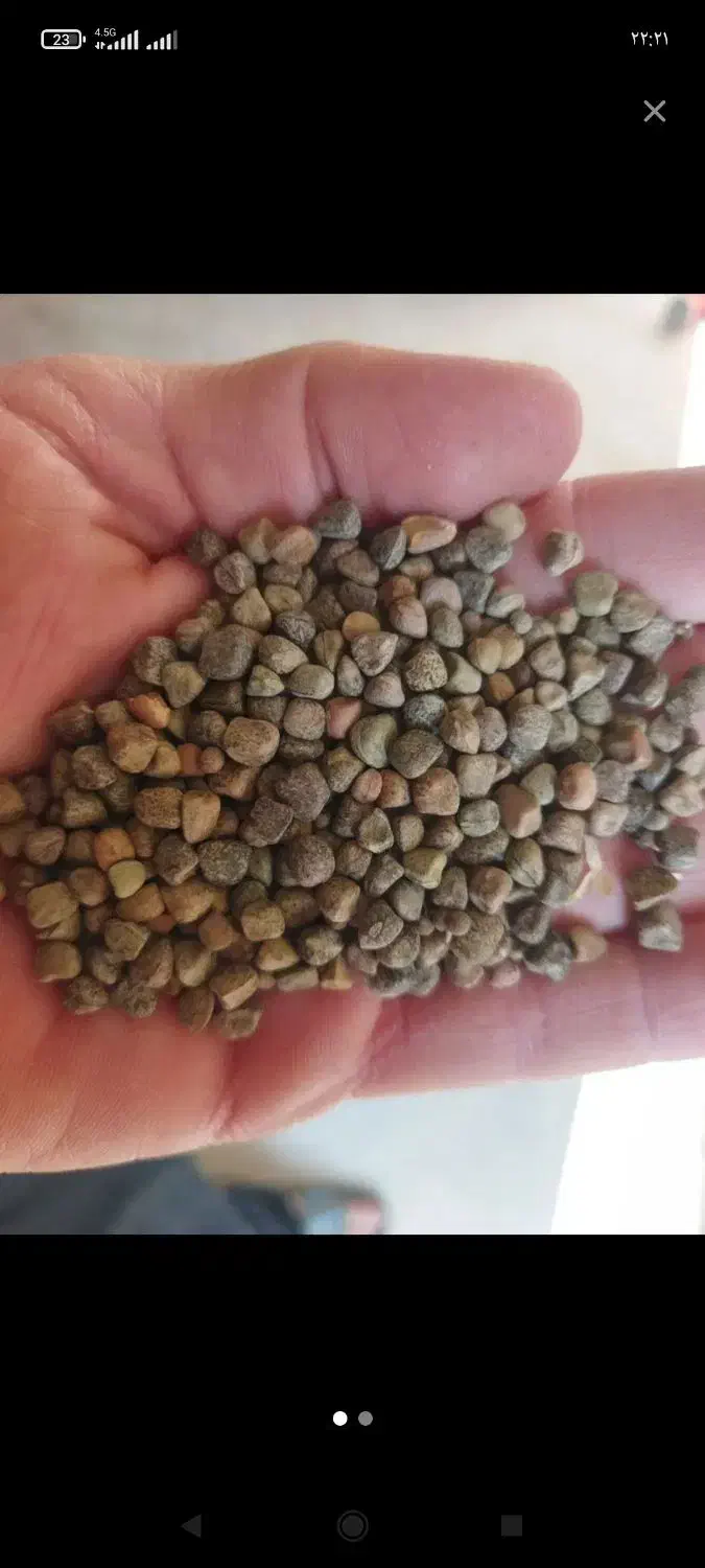 گرگرو|گل و گیاه طبیعی|شاهیوند, |دیوار