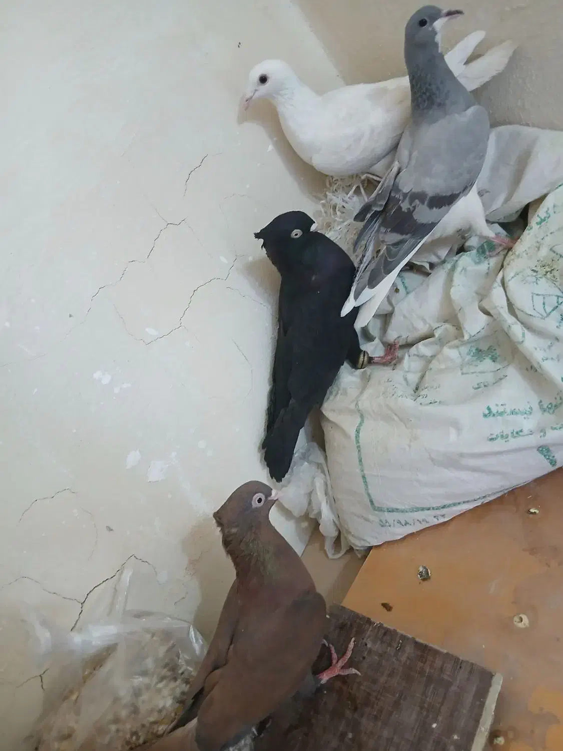 تعدادی کبوتر|پرنده|فولادشهر, مسکن مهر فولادشهر|دیوار