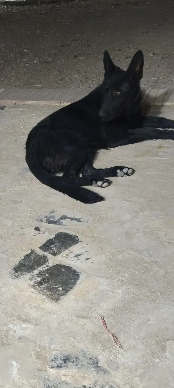 گمشده سگ ژرمن ماده بلک|سگ|اصفهان, گورت|دیوار
