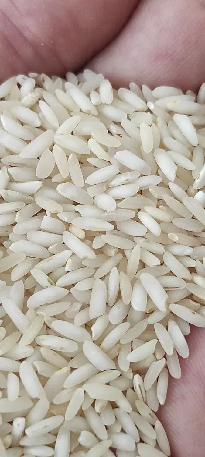 عنبربو درجه یک از زمین‌های خودمون باطعم وعطر عالی|خوردنی و آشامیدنی|تهران, بهداشت|دیوار