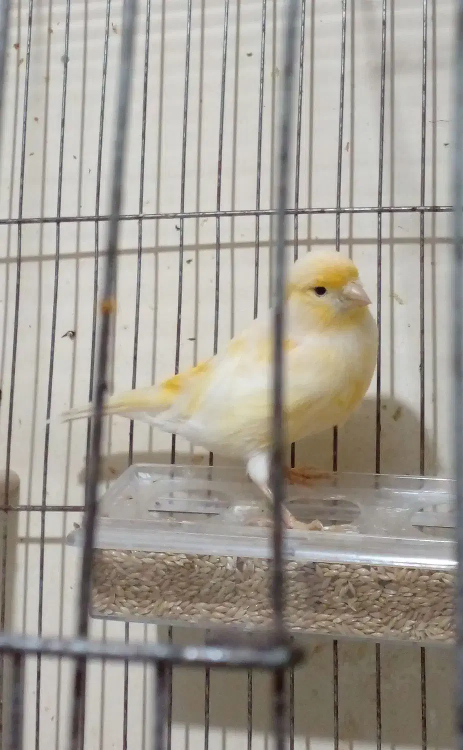 سه جوجه قناری یک ساله تن نخورده|پرنده|تهران, مخصوص|دیوار